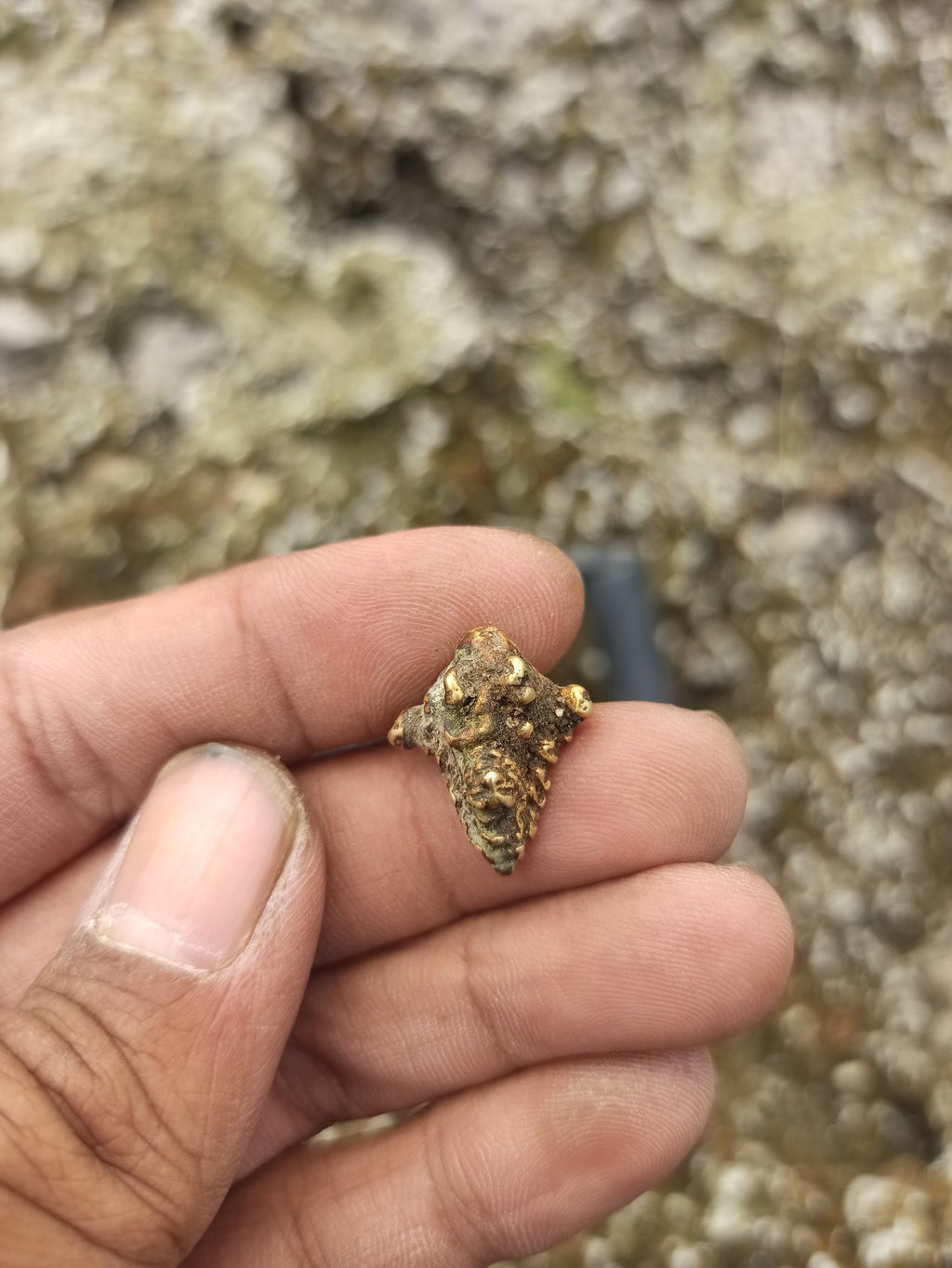 Early Majapahit Gold Earpiece | 2023 River Finds