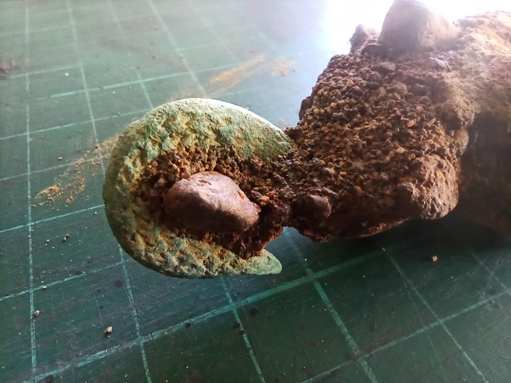 Colonial Soldier Snake Buckle 1550-1700 East Java River Find | ArtefactsHunter